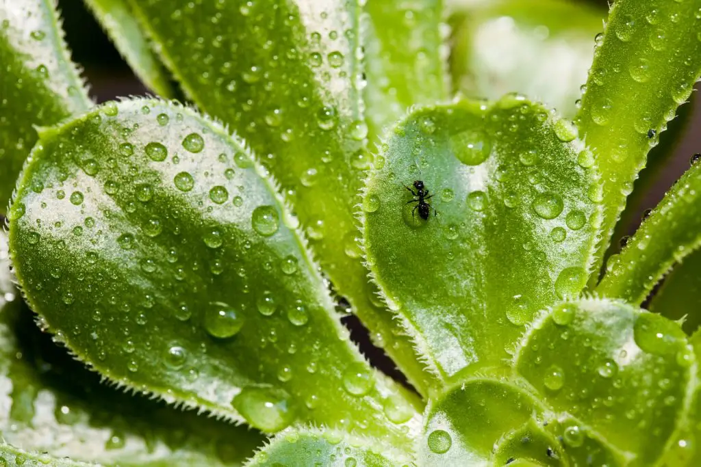 water droplets on green plant with an ant
