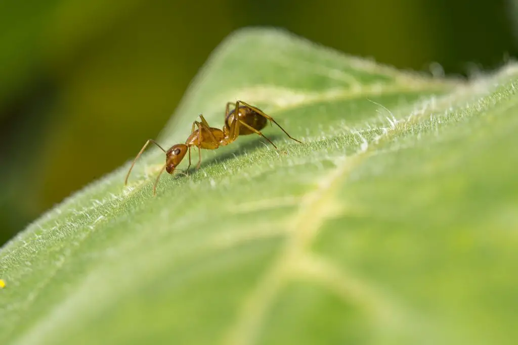 Red Ant On Green Leaf