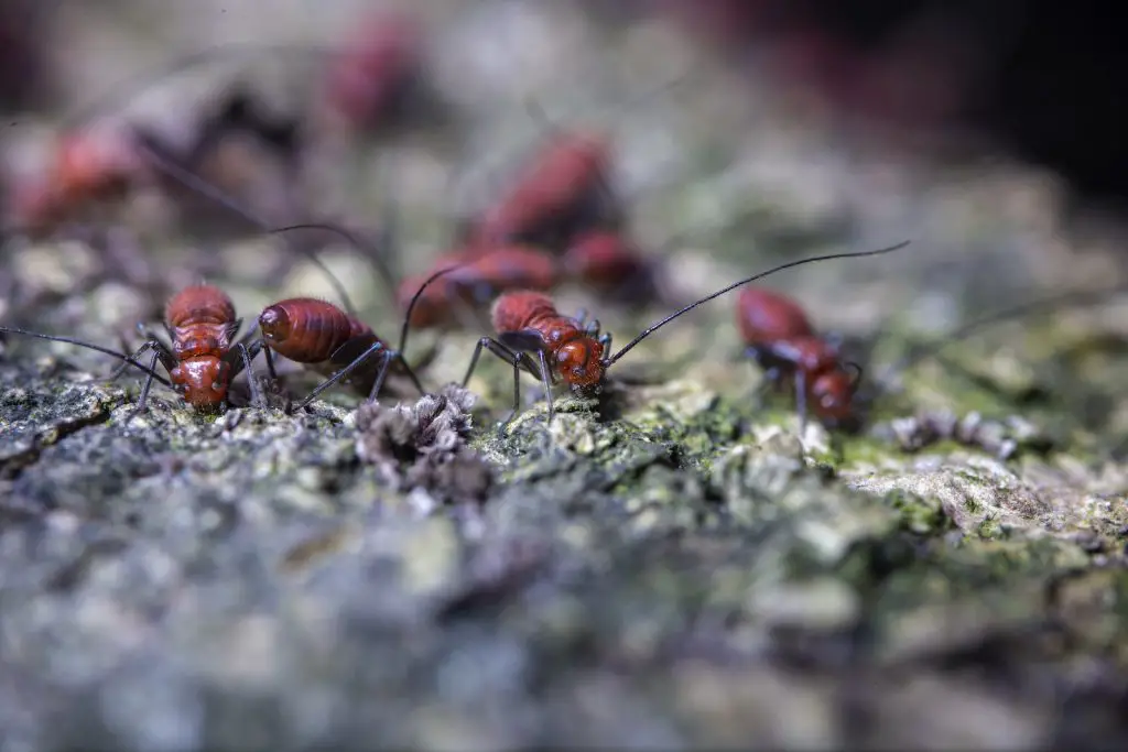 Closeup of fearful brown pismires with black antennae and paws crawling on uneven surface in zoological garden in daylight