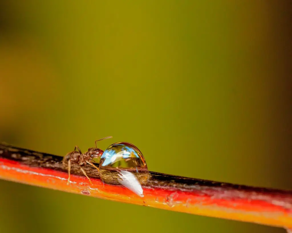 Ants with water droplet.