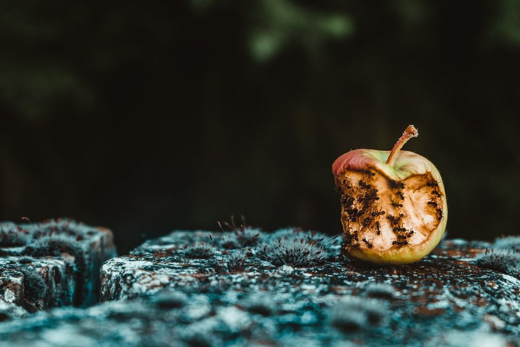 rotten green apple with ants