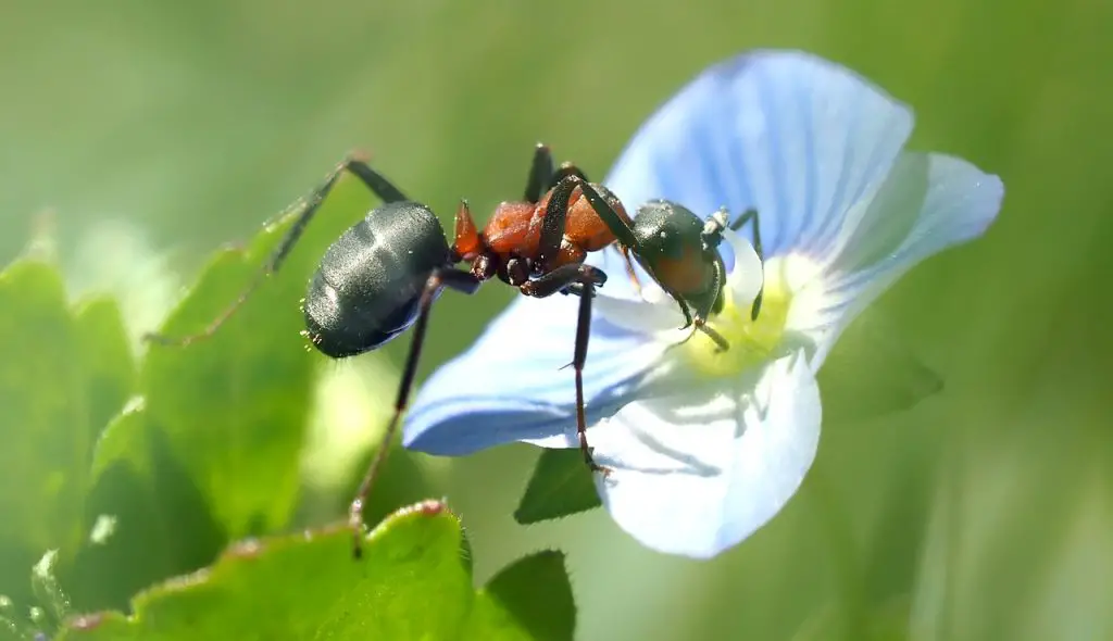 Ant on a flower in spring