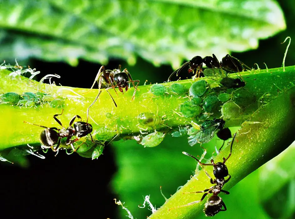 aphids, insects, ants