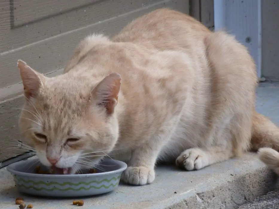 cat, stray, eating