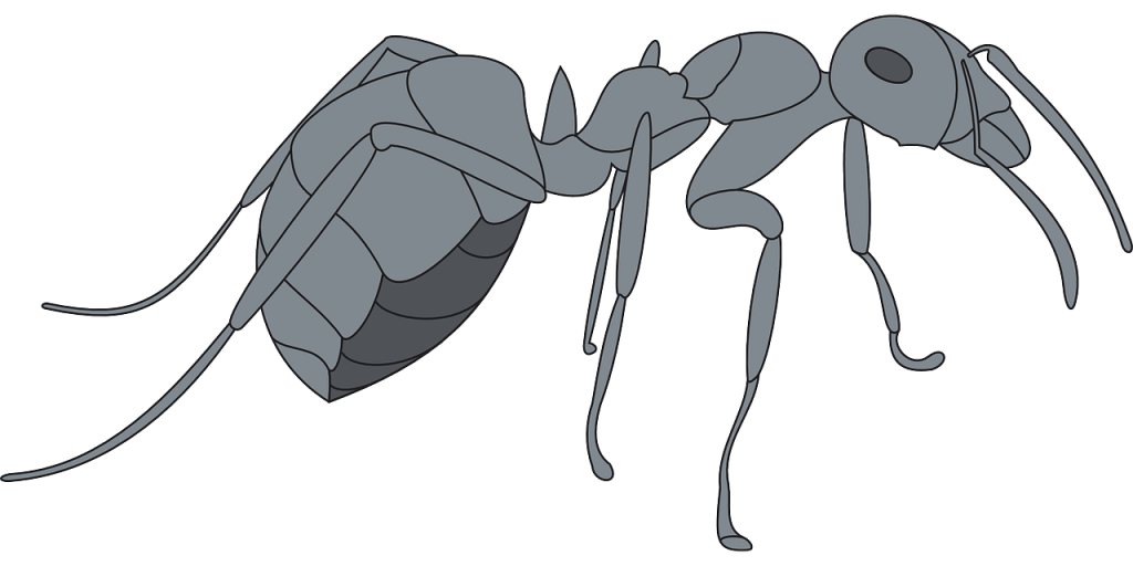 gray, view, ant