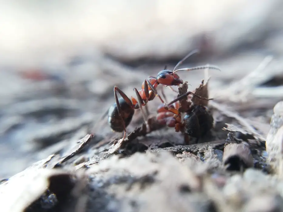a close up of an ant ant on a piece of wood
