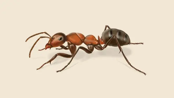 Field_Ant