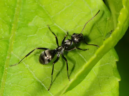 Silky Ant