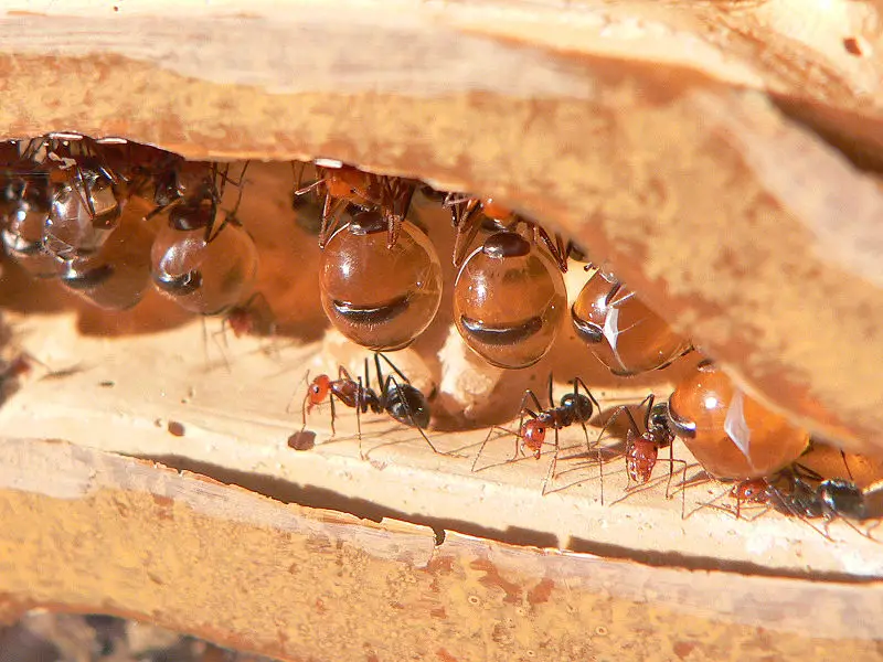 Honey Pot Ants Identification Diet Location And Control Ant Hacks 