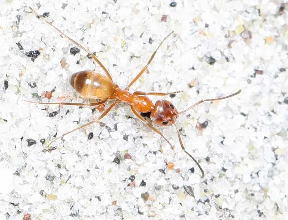 pyramid ants