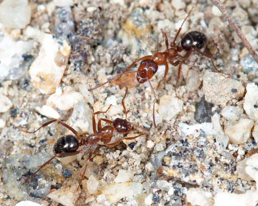 field ants 