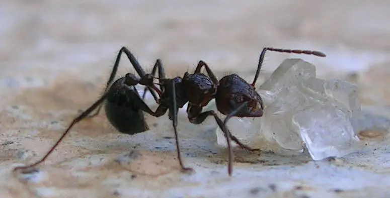 Droptail Ants