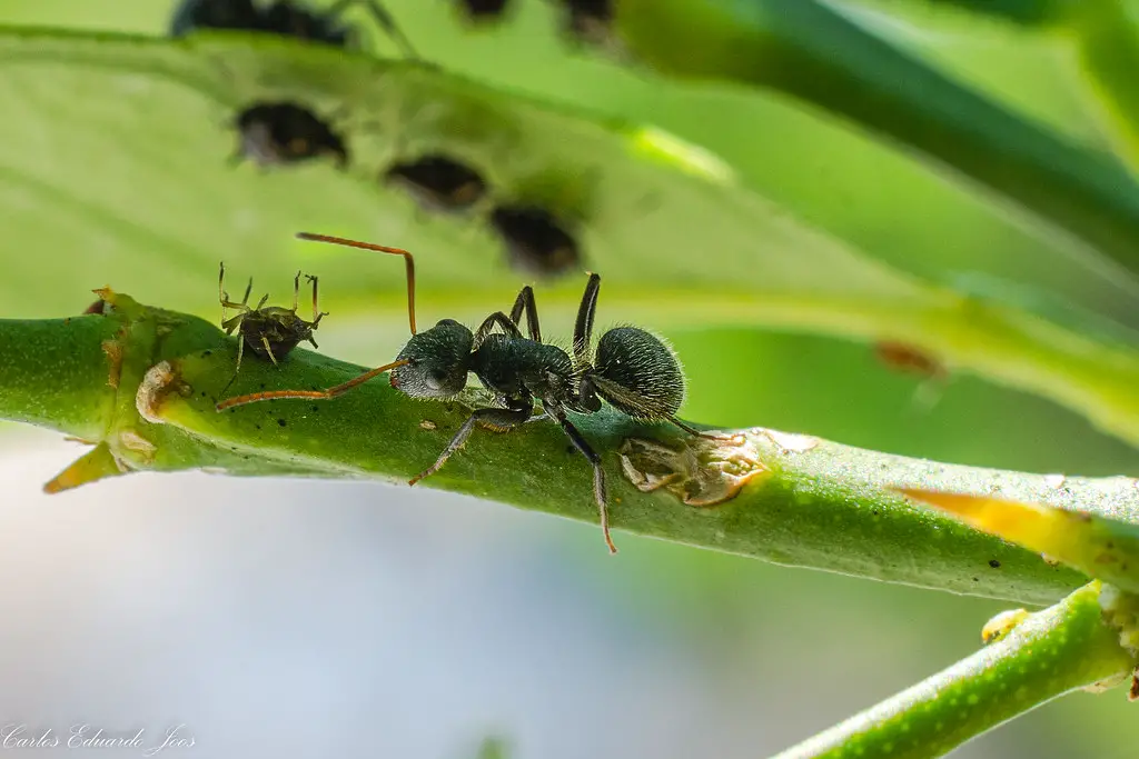 black garden ants