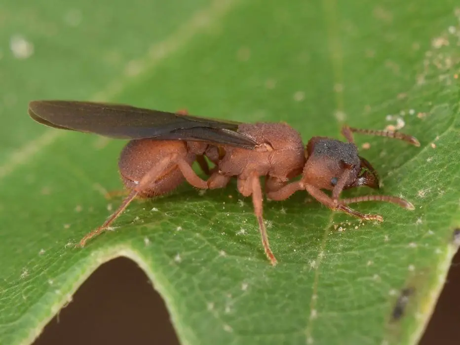Northern Fungus Farming Ants