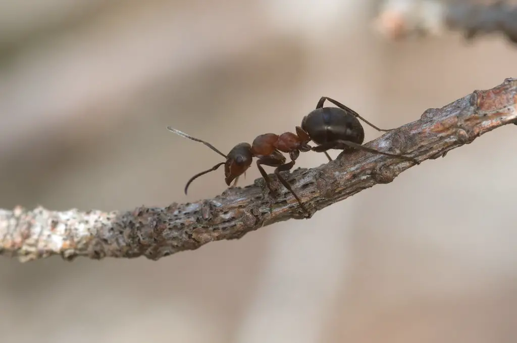 Hairy Wood Ants
