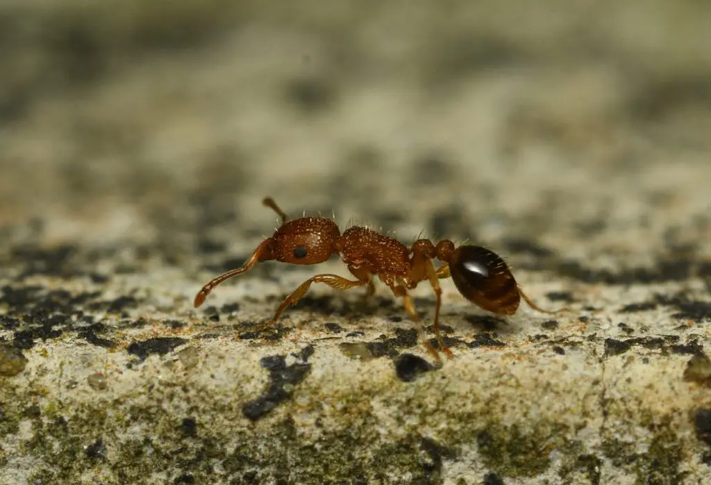 Bicolored Pennant Ants