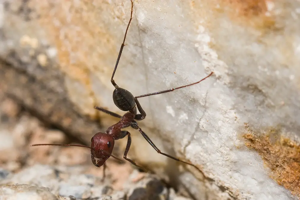Bicolored Desert Ants