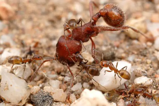 Forelius Ants