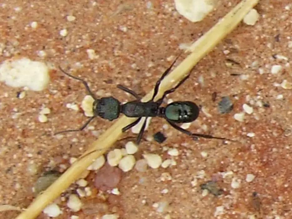 Green-Head Ants