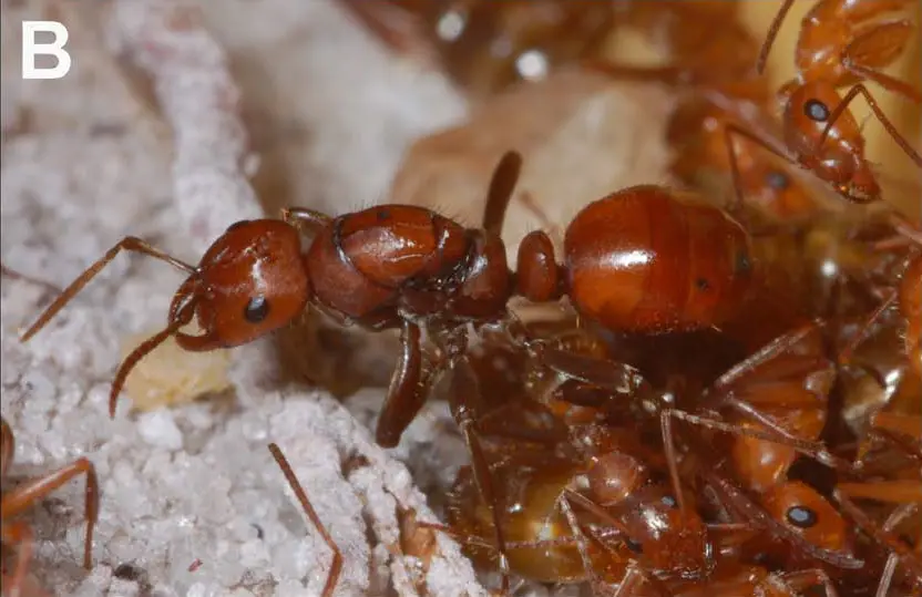 Slave-Maker Ants