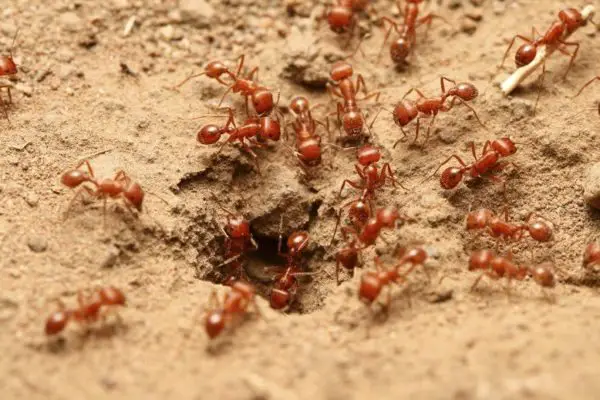 red field ants 