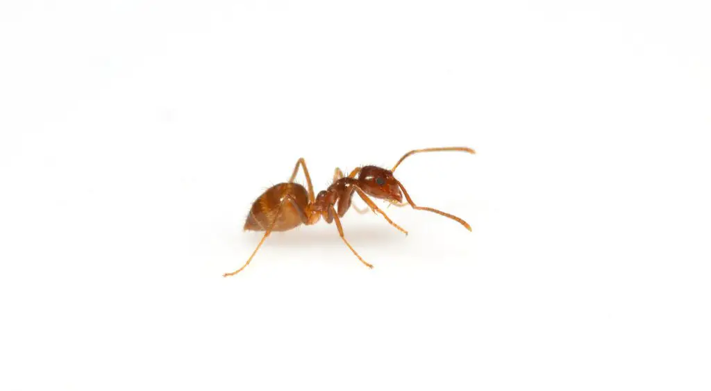 tawny crazy ants