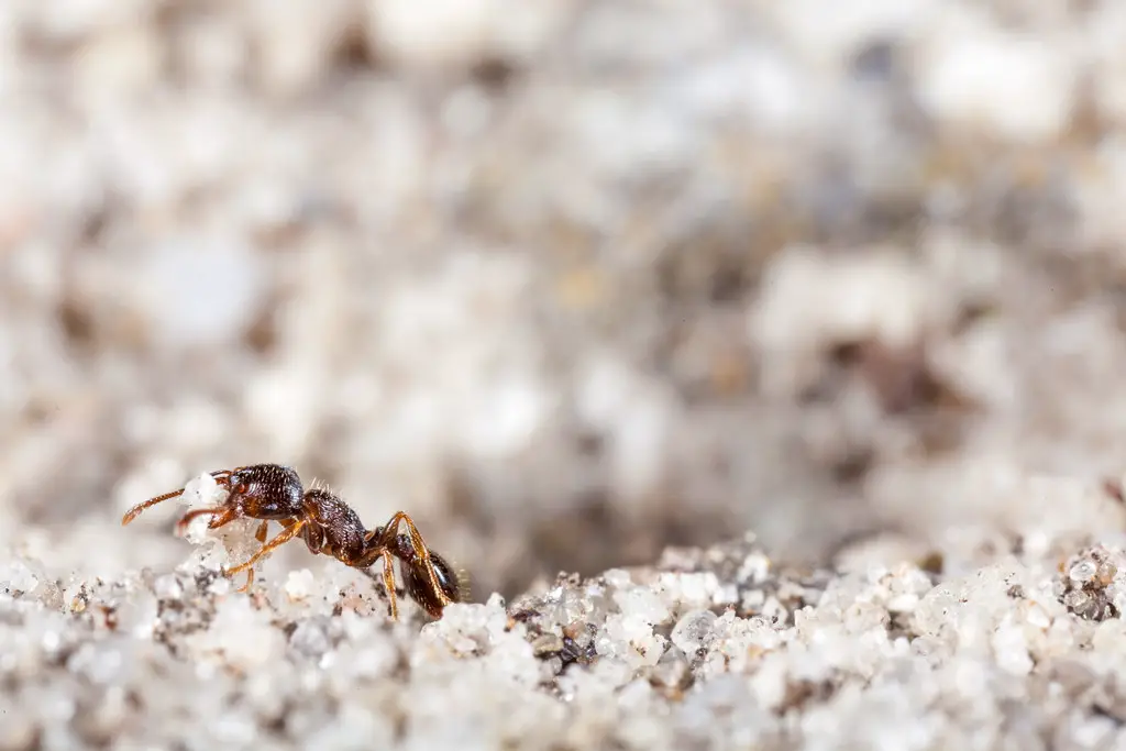 Ant in sand