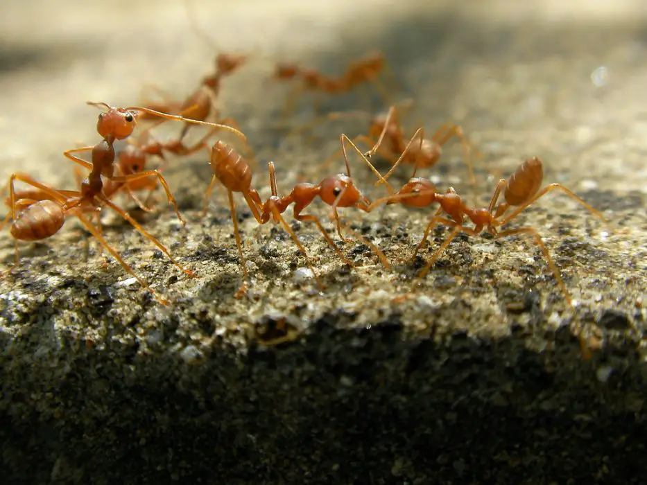 Ants teamwork 