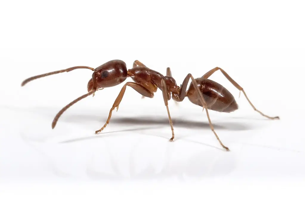  Ant in white background