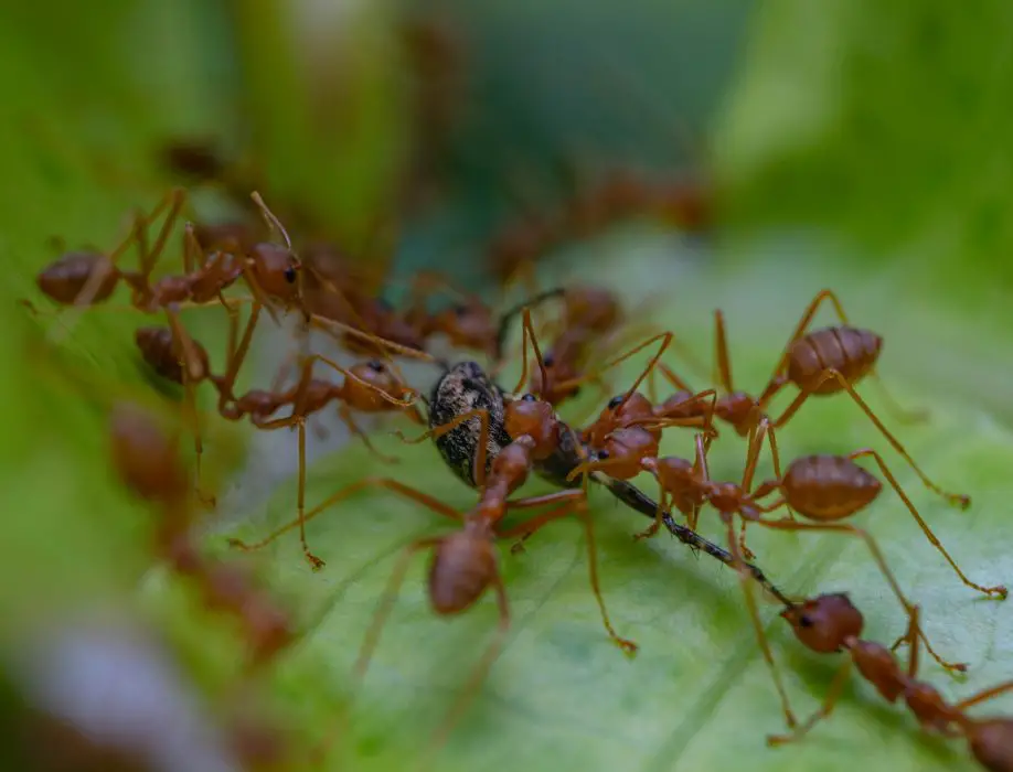 Fire Ants 