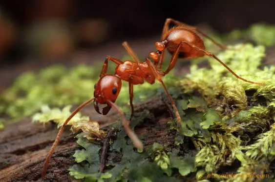 Red imported fire ants