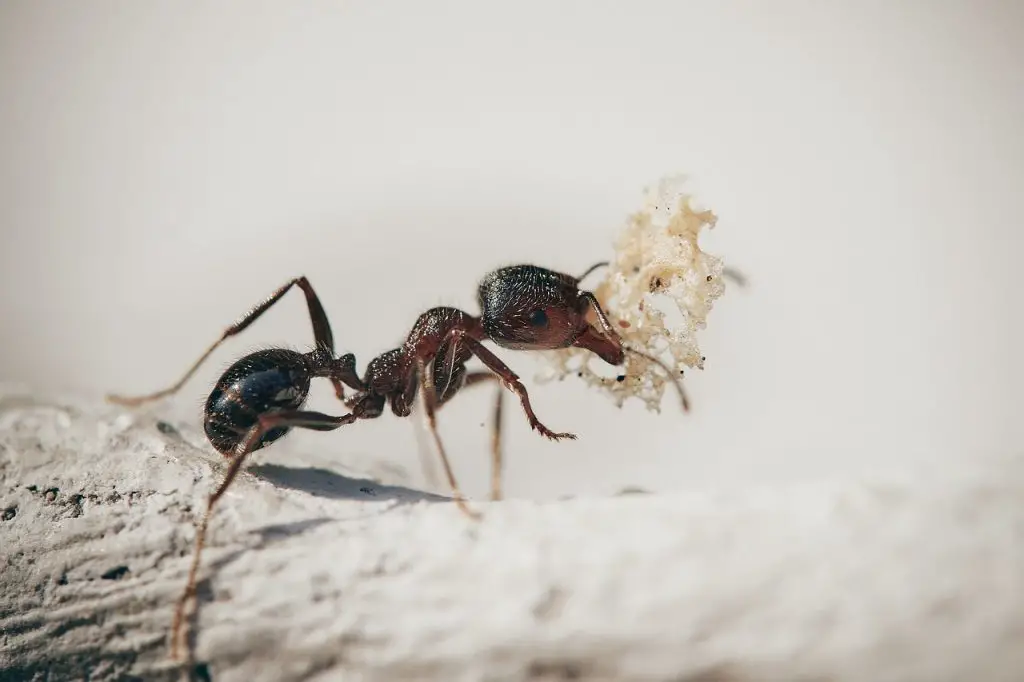 Ant carrying food.