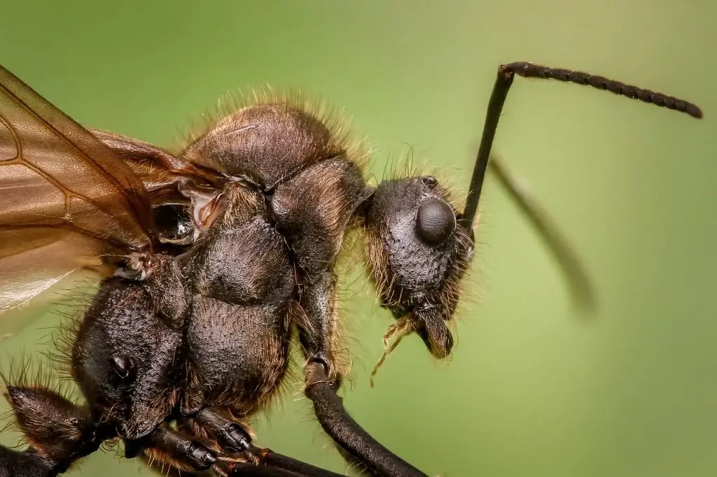 Ant Nose