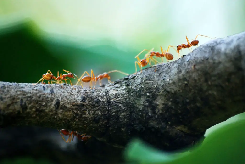 Macro Photo of Five Red Ants
