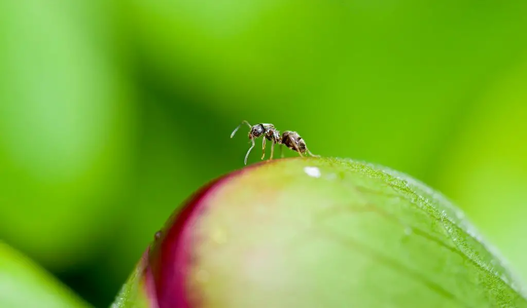 macro photography of anty
