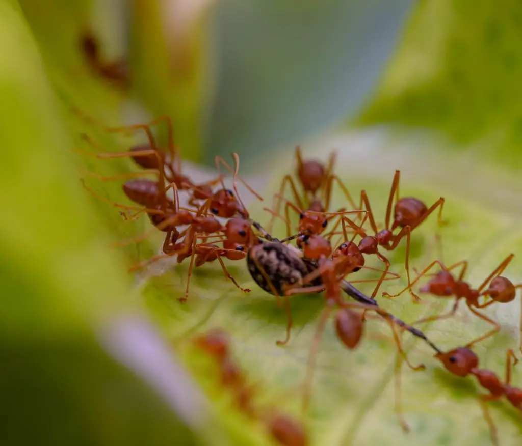 a group of fire ants on a plant