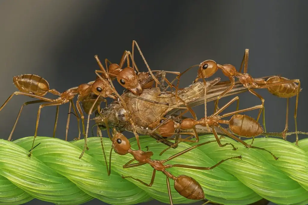 A Macro Shot of Ants Carrying a Dead Insect