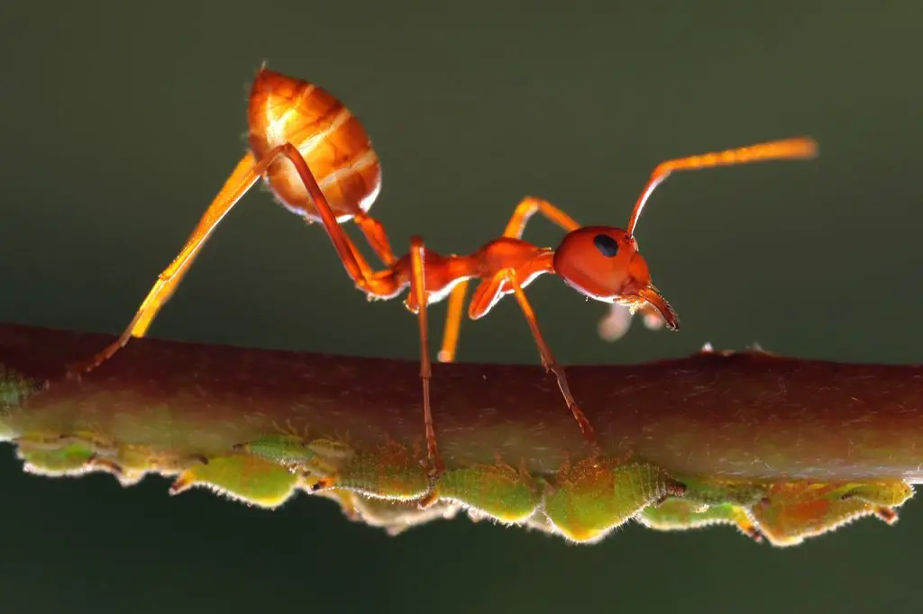 insect, the, yellow ant
