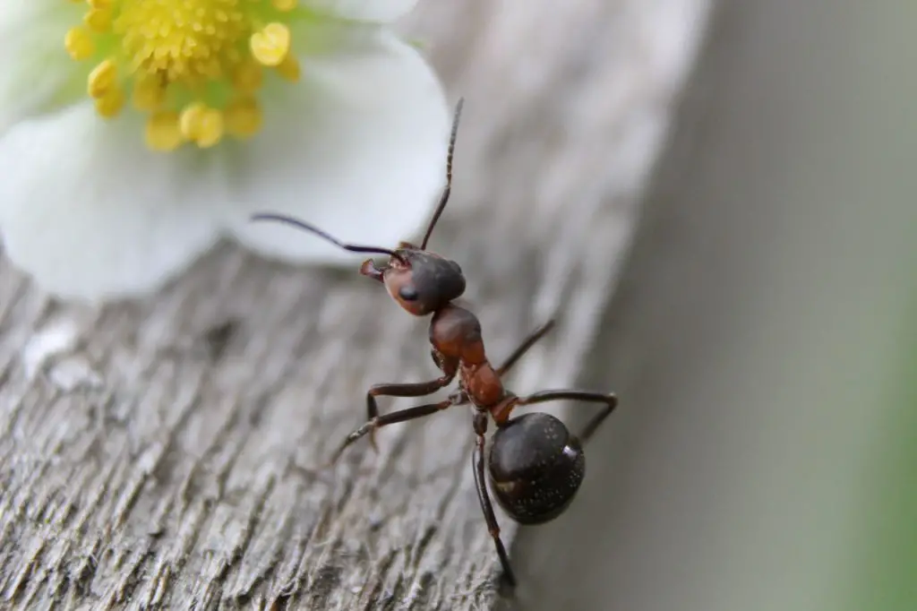 ant, ants, nature