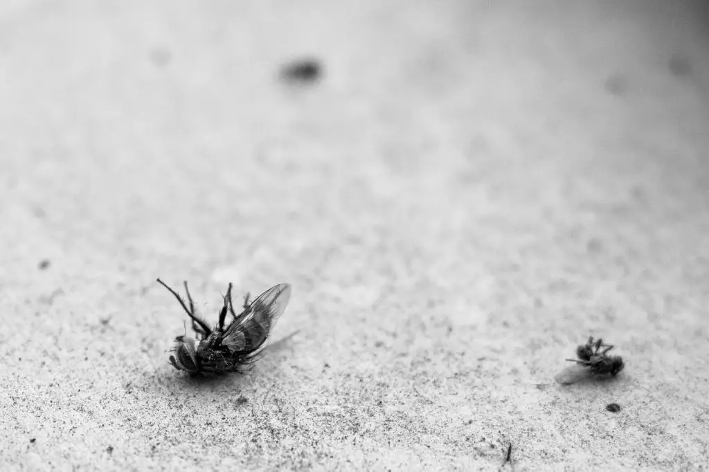 fly, dead, ants