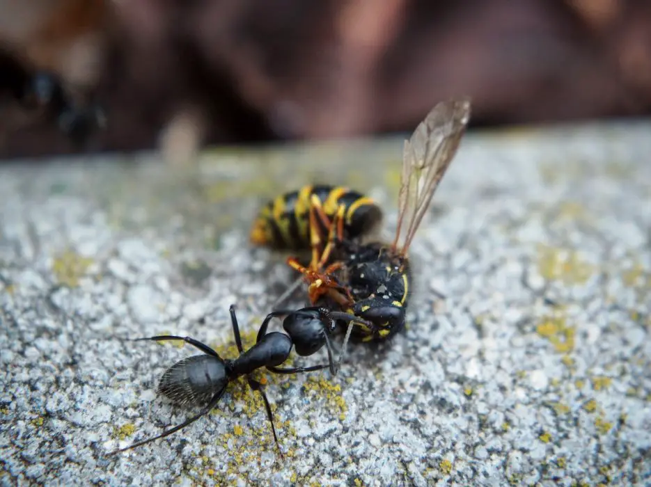 ant, wasp, insect
