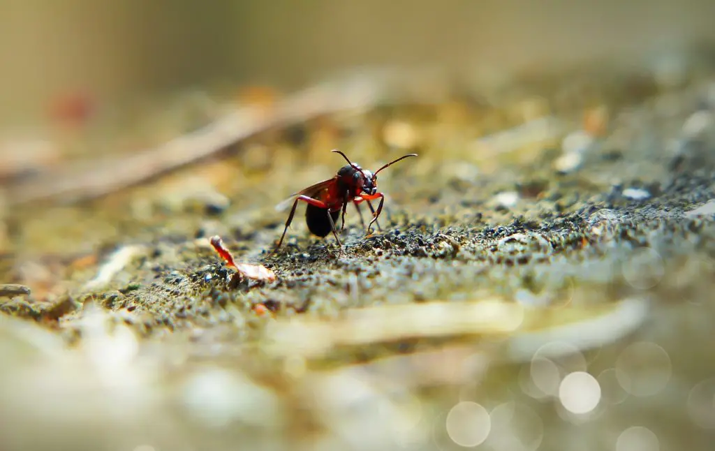 ant, red, queen