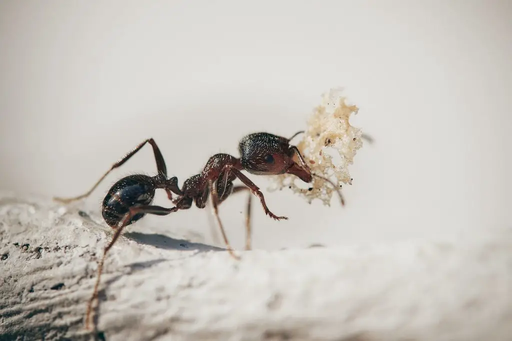 ants, macro, insects