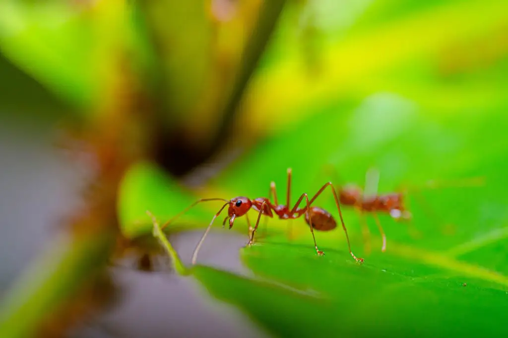 a close up of a small red insect on a green leaf