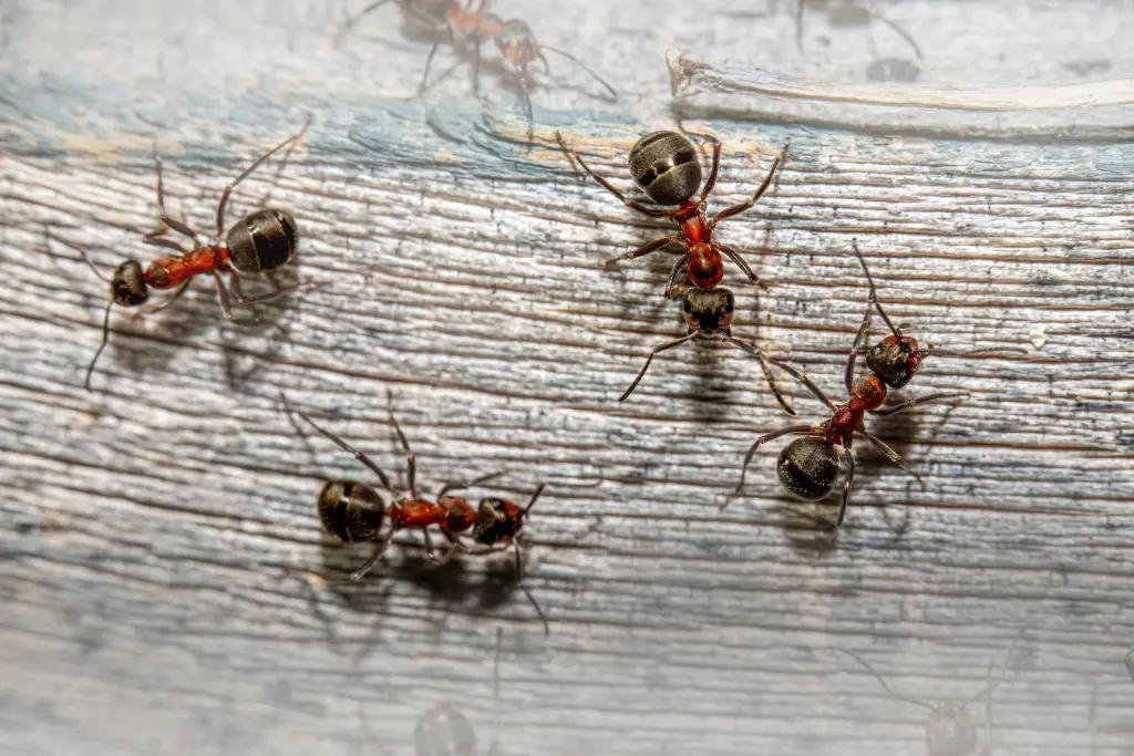 a group of red ants on a wooden surface