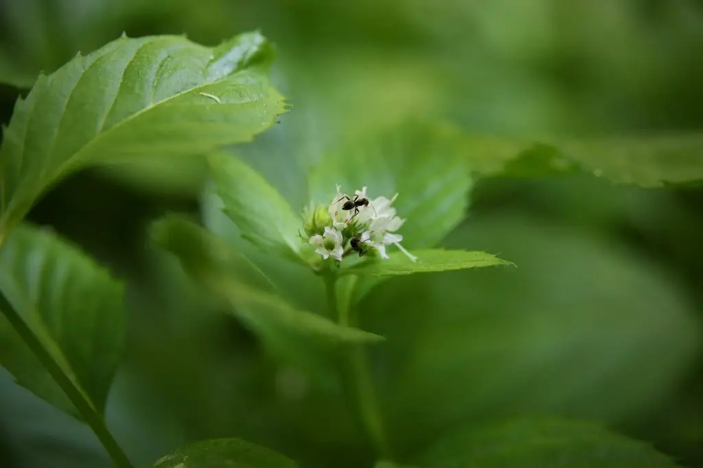 mint, mint blossom, insect