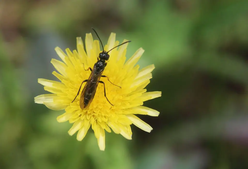 winged ant, yellow flower, pollination