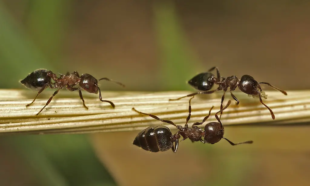 Acrobat-ants