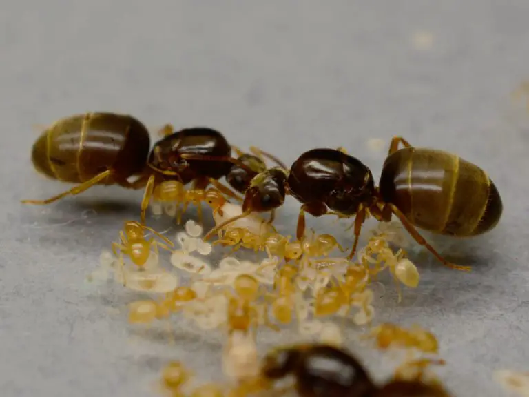 Short Horned Meadow Ants
