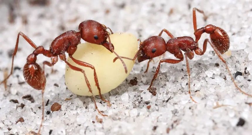 harvester-ants